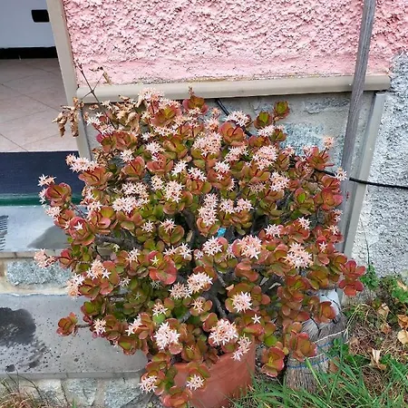 דירה Il Pino 15